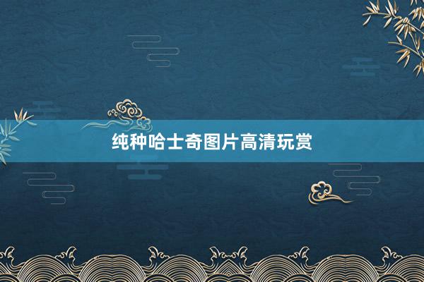 纯种哈士奇图片高清玩赏